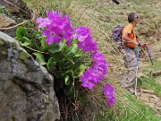 65 Primula hirsuta